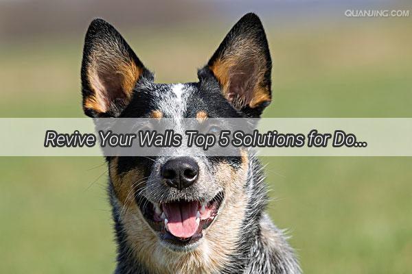 Revive Your Walls Top 5 Solutions for DogRelated Scratches